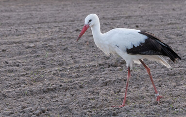 Ein Storch auf einem gepflügtem Feld