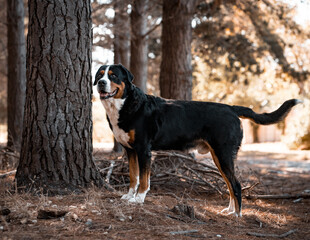 Bernese Mountain Dog

