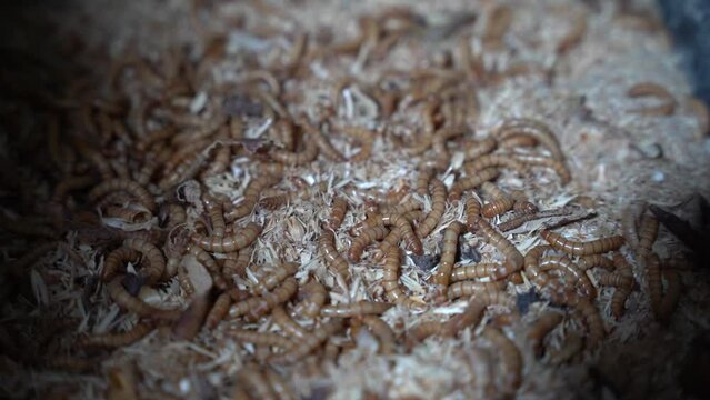 Mealworms larva and beetles moving around and eating plastic styrofoam. The larvae of the Darkling Beetle, feeding on polystyrene.