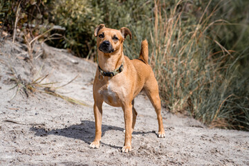 jack russell terrier