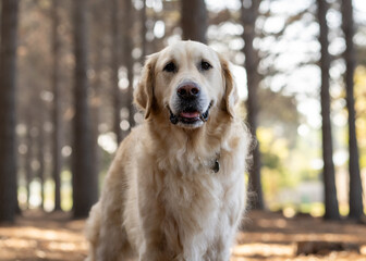 golden retriever portrait