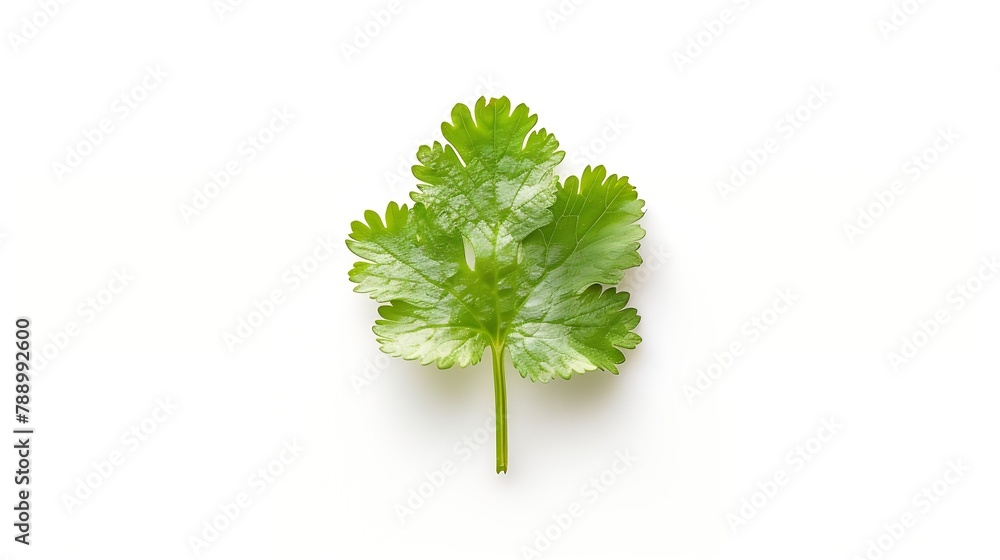 Poster coriander leaf isolated on white background top view flat lay : generative ai