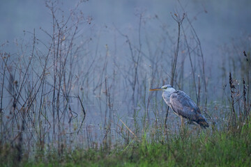 great blue heron