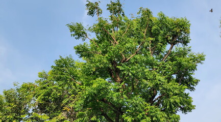 The quinine or neem tree has dark green leaves. The leaf edges are slightly wavy. It has medium sized, greenish-yellow fruits. Scientific name: Azadirachta indica is a bitter herb. Eat young leaves
