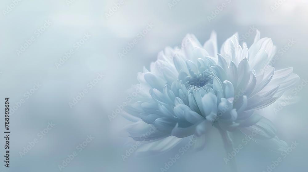 Poster blurred chrysanthemum flower with soft focus a flower on a light foggy background closeup natureclos