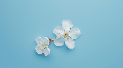Fototapeta na wymiar Blossom flat lay on blue background 2 : Generative AI