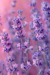 Obraz premium Lavender Blossoms Against a Soft Pink Gradient Background
