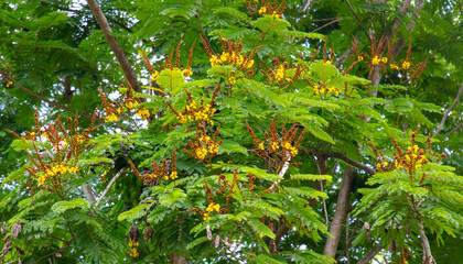 Beautiful yellow flowers on a tree in the tropics