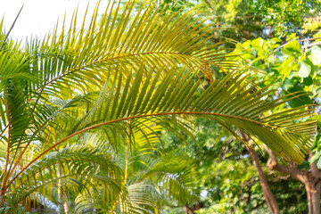 Palm leaves on nature in the park. Tropics