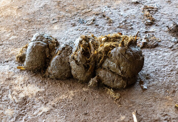 Elephant shit lies on the ground