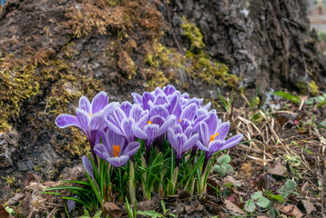 A bouquet of blooming spring flowers, crocuses