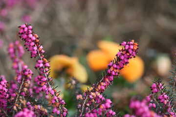 flowers in the garden
