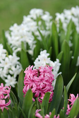 pink and white flowers