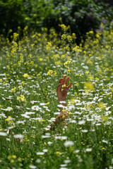 Hand among the flowers of a field in spring