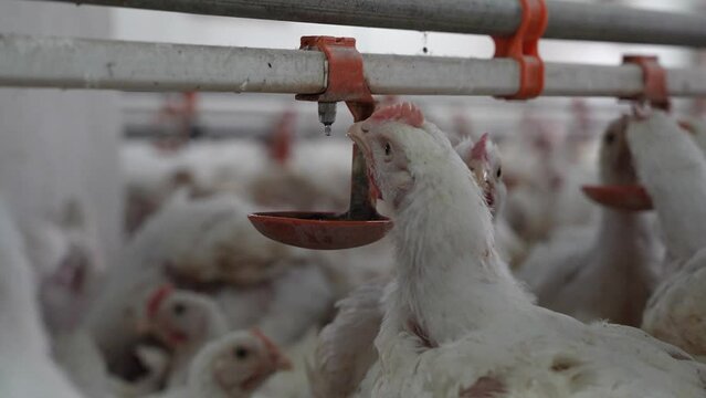 A chicken drinking in the drinking water channel is provided in the chicken coop. Smart broilers drink water from caps on feeder. Slowmotion.