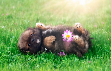 puppy pomeranian in grass - 789001216