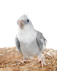 flying gray cockatiel