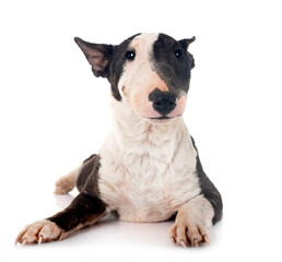 puppy bull terrier with demodex