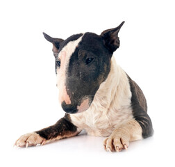 puppy bull terrier with demodex