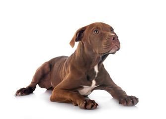 puppy american pitbull terrier - 789001250