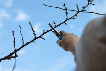 Man pruning trees in the garden. Spring. Close up view.