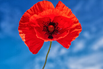 close-up photo, beautiful red flower, poppy	
