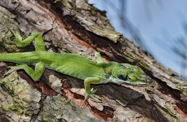Green Carolina anole (Anolis carolinensis) lizard reptile injured on tree branch, nature wildlife...