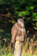 Beautiful Buzzard sits and scouts from a pole