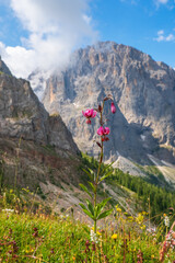 Lily flower at a beautiful alps landscape view