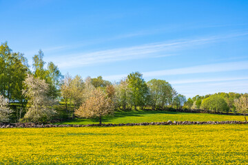 Rural landscape with flowering dandelions and fruit trees