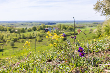 Flowering Pasque flower in a landscape view