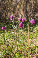 Flowering fritillaria flowers in a sunny meadow at spring