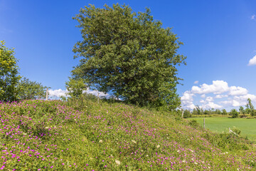 Hill with a tree and flowering wildflowers