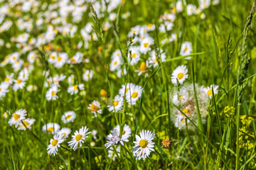 Beautiful Daisy flowers on a summer meadow