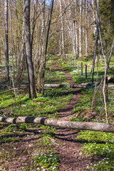 Forest path with fallen trees and blooming spring flowers