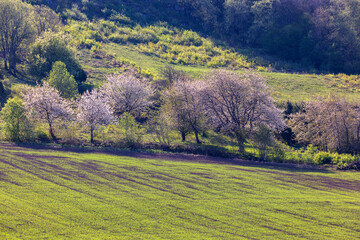 Cherry blossom by a green farmland at spring