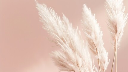 Pampas or reed grass close up over neutral pastel tone background minimal aesthetic concept : Generative AI