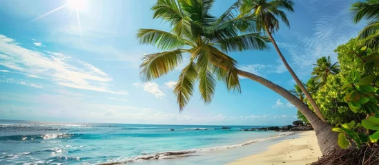 Photo sur Plexiglas Anse Source D'Agent, île de La Digue, Seychelles Palm tree and tropical shore