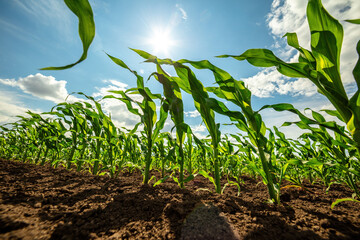 Low angle view of green corn stalks in a farm field reaching for the clear blue sky