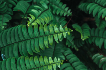 seen from above fern plants