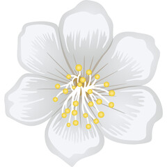 Jasmine flower on a white background. Hand drawn vector illustration