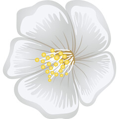 Jasmine flower on a white background. Hand drawn vector illustration side view