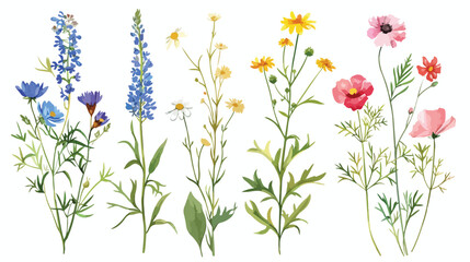 Set of Four wild meadow herbs blooming flowers 