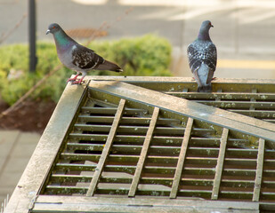 pigeons in the city