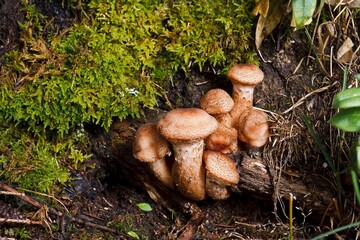 Blocked wild mushrooms on a green meadow