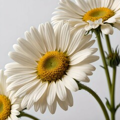 Daisy flowers on white background 