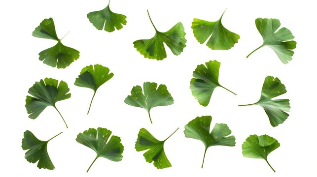 Green ginkgo biloba leaves isolated on white background Top view Flat lay : Generative AI