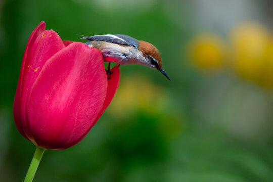 A bird has landed in the tulip. Bokeh background. Generative AI.