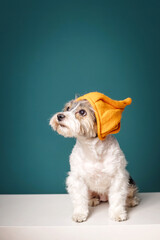 Cute photo of a Yorkshire Terrier dog wearing an orange hat on a green background.