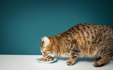British cat eats food from a bowl on the background.